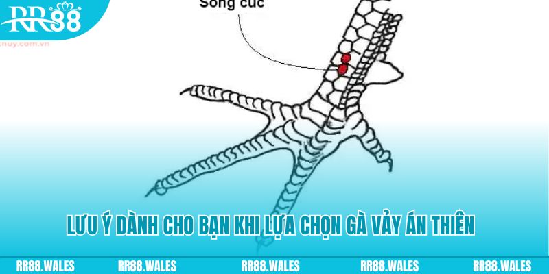 82vn xổ số khánh hòa