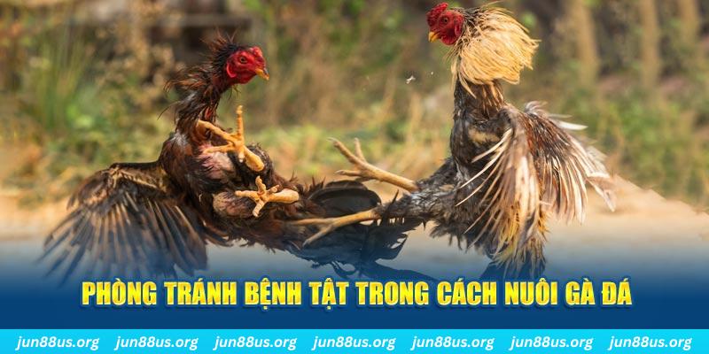 82vn natural” trong baccarat nghĩa là gì？